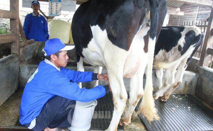 Gawat Protes Susu Impor 20 Ribu Peternak Boyolali Terancam