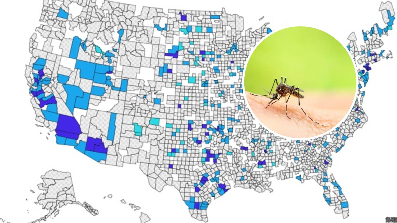 Penyebaran West Nile Mematikan 2024