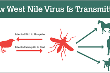 Mengerikan Virus West Nile 2024